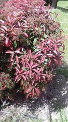 Photinia