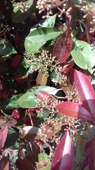 Photinia