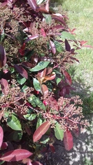 Photinia