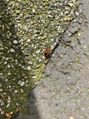 Pyrrhocoris apterus