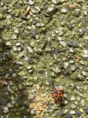 Pyrrhocoris apterus