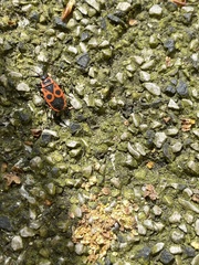 Pyrrhocoris apterus