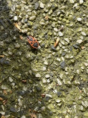 Pyrrhocoris apterus