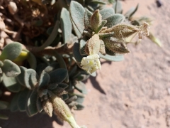 Silene succulenta