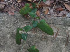 Rubus trianthus