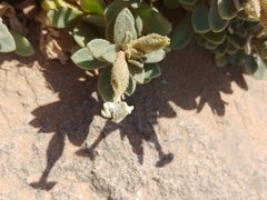 Silene succulenta