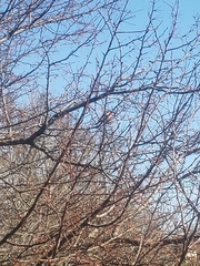 Haemorhous mexicanus