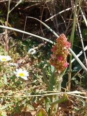 Rumex aeroplaniformis