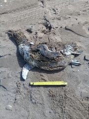 Spheniscus magellanicus