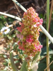 Rumex aeroplaniformis