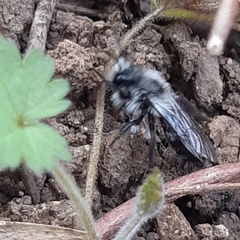 Andrena cineraria