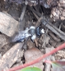 Andrena cineraria