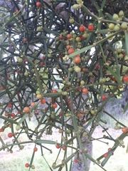 Viscum combreticola