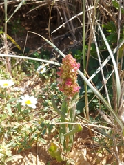 Rumex aeroplaniformis
