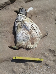 Spheniscus magellanicus