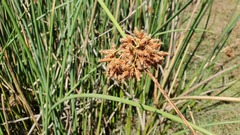 Schoenoplectus scirpoides