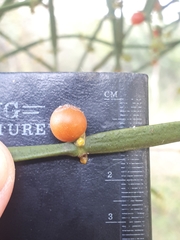 Viscum combreticola