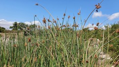 Schoenoplectus scirpoides