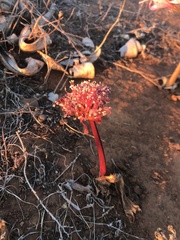 Haemanthus