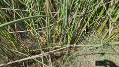 Schoenoplectus scirpoides