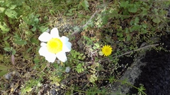 Anthemideae