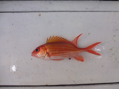 Holocentrus adscensionis