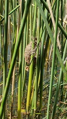 Schoenoplectus scirpoides