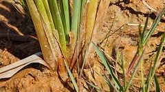 Schoenoplectus scirpoides