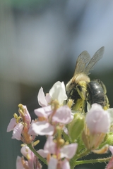 Andrena bicolorata