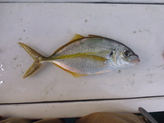 Pseudocaranx dentex
