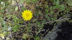 Cichorieae