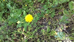 Cichorieae