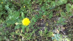 Cichorieae
