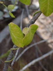 Cynanchum obtusifolium