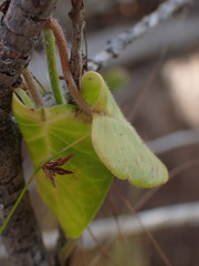 Cynanchum obtusifolium