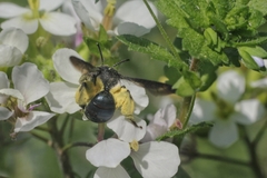 Andrena agilissima