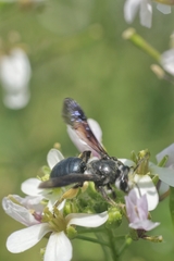 Andrena agilissima