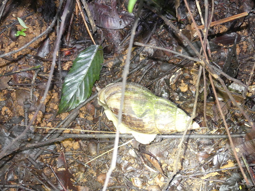 Lissachatina reticulata