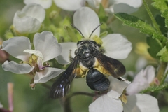 Andrena agilissima