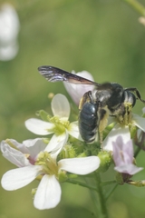 Andrena agilissima