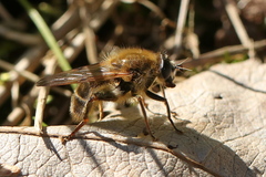 Brachypalpus valgus