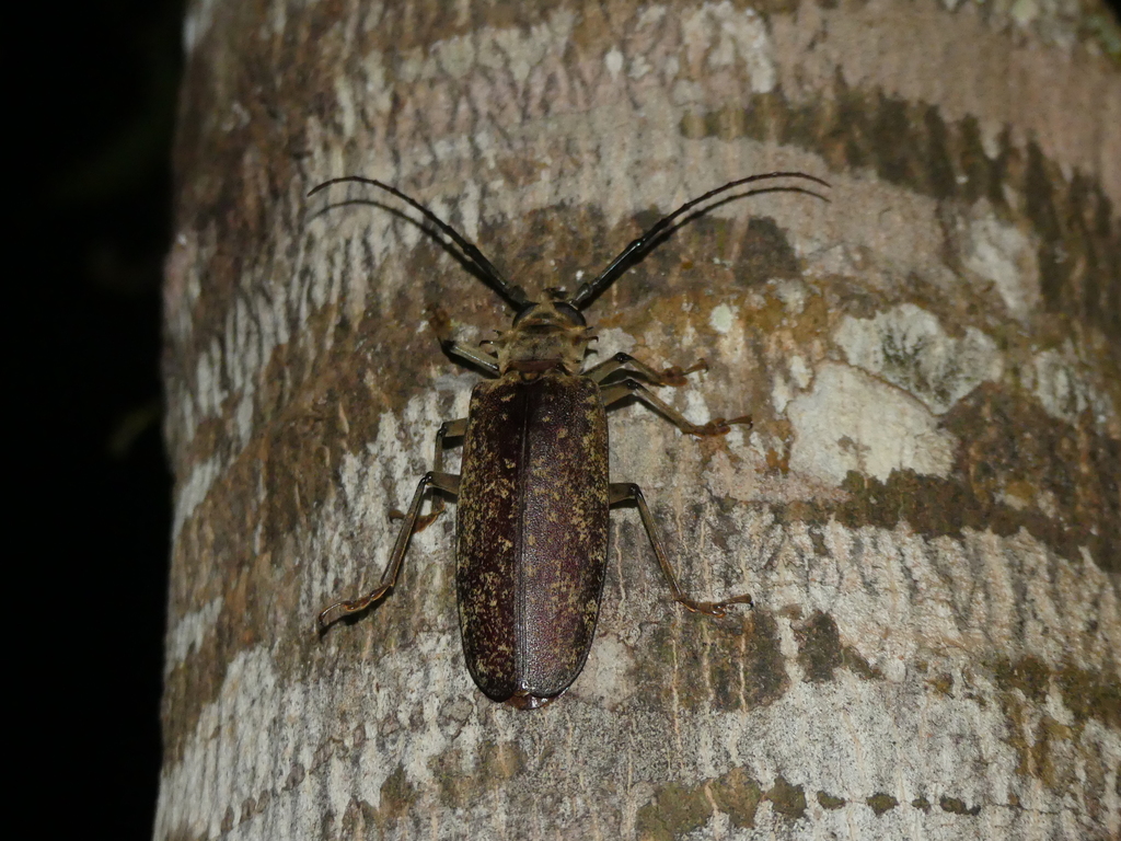Tithoes orientalis