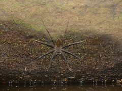 Nilus