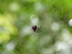 Gasteracantha falcicornis