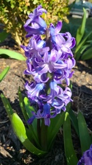 Hyacinthus