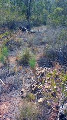 Anginon swellendamense