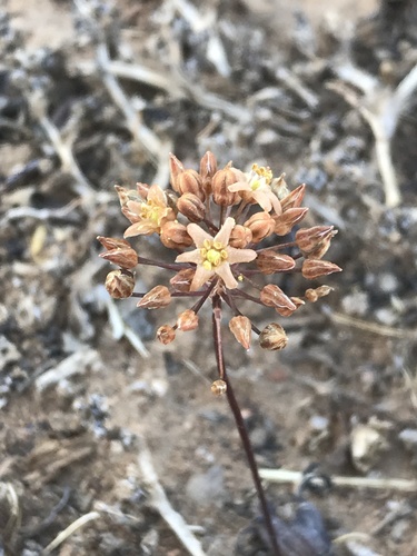 Austronea pulchromarginata