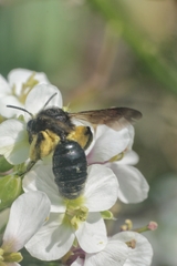 Andrena agilissima