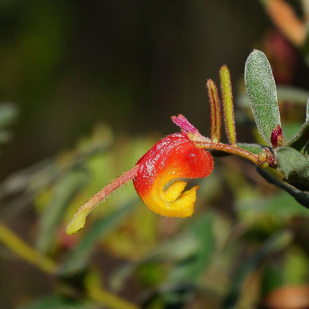 Mountain Grevillea