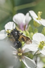 Andrena agilissima